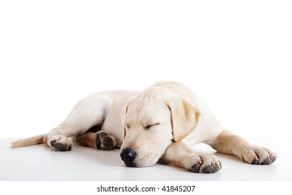 Studio Portrait Of A Beautiful And Cute Labrador Dog Sleeping