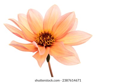 Studio portrait of a beautiful single Waltzing Matilda Dahlia bloom, isolated over white background. Isolated dahlia flower. - Powered by Shutterstock