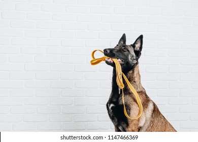 Studio Portrait Of A Belgian Shepherd Malinois Dog Sitting And Holding A Yellow Leash In Mouth Isolated On White Background. Dog Turned Right.