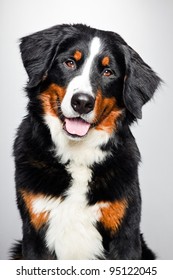 Studio Portrait Of Berner Sennen Dog Isolated On Grey Background