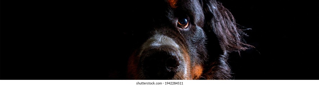 Studio Portrait Of Bernese Mountain Dog With Black Background. Dog Portrait In High Key, Half Face