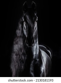 Studio portrait of a black horse on a black background isolated