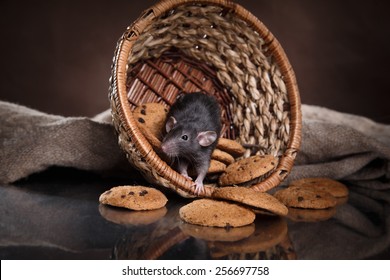studio portrait of a brown domestic rat