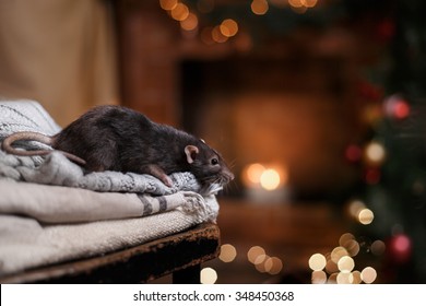 studio portrait of a brown domestic rat 