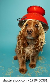 Studio portrait of a cocker spaniel dog with spaghetti and a colander on his head. The background is light blue. - Shutterstock ID 1939450381
