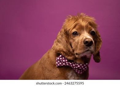 Studio portrait of a cocker spaniel dog wearing a purple bow tie with white polka dots. The background is purple. This is a close up photo.  - Powered by Shutterstock