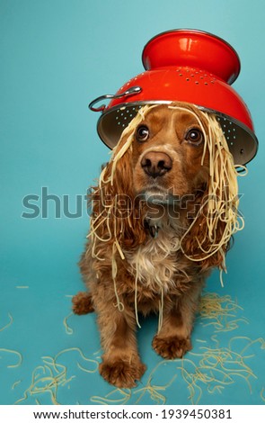 Studio portrait of a cocker spaniel dog with spaghetti and a colander on his head. The background is light blue.