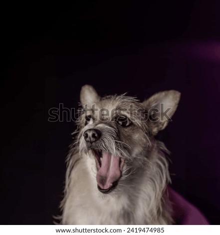 Studio portrait of a cute Cairn Terrier dog isolated on a black background.