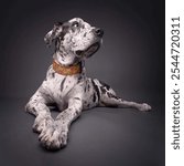 Studio portrait of a cute Great Dane dog.isolated on a black background.