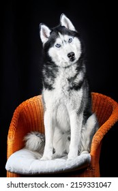 Studio Portrait Cute Husky Dog, Surprised And Interested, With His Head Tilted To The Side. Husky With Head Cocked On Black Background