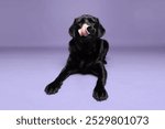 Studio portrait of a cute Labrador Retriever dog.isolated on a purple background.