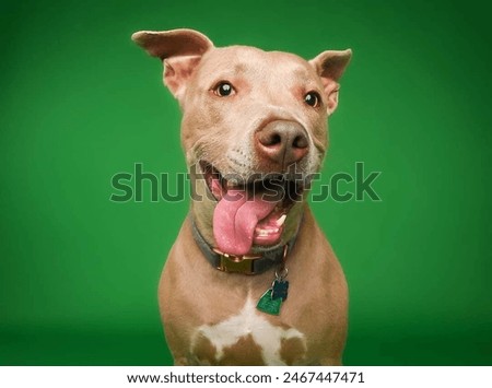 Similar – Image, Stock Photo Happy Dog on Green Grass