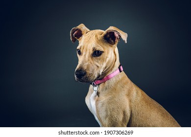 犬 伏せ の画像 写真素材 ベクター画像 Shutterstock