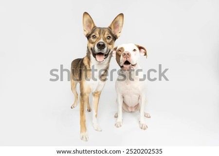 Similar – Image, Stock Photo twosome Animal portrait
