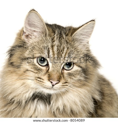 Studio portrait of a cuted mixed breed long haired kitten