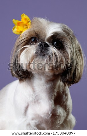 Studio portrait of a dog. Muzzle Shitzu dog with a yellow Narcissus flower behind his ear, isolated on a lilac background. Selective focus