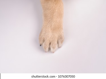 studio portrait of the dog on a white background - Shutterstock ID 1076307050