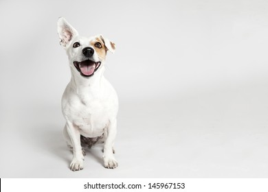 Studio portrait of the dog on the white background - Shutterstock ID 145967153