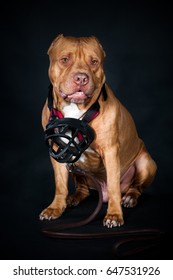 Studio Portrait Of A Dog, Pit Bull On A Black Background. Defender, Security Guard, Service Dog