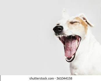 Studio portrait of the dog Russel Terrier yawning and smiling, laughing