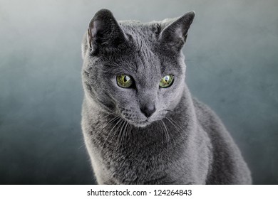 Russian Blue Cat Gorsel Stok Fotograf Ve Vektorleri Shutterstock