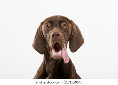 Dog Tongue Images Stock Photos Vectors Shutterstock