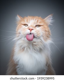 Studio Portrait Of A Fluffy Longhair Cat Sticking Out Tongue Grooming Fur Making Funny Face