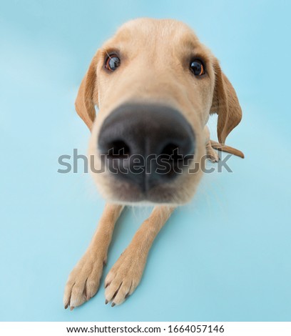 Studio portrait of fun labrador on the blue background