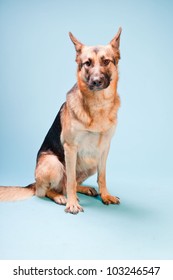 Studio Portrait Of German Shepard Dog Isolated On Light Blue Background