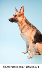 Studio Portrait Of German Shepard Dog Isolated On Light Blue Background