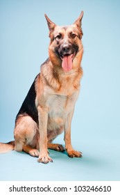 Studio Portrait Of German Shepard Dog Isolated On Light Blue Background