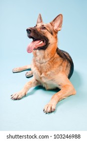 Studio Portrait Of German Shepard Dog Isolated On Light Blue Background