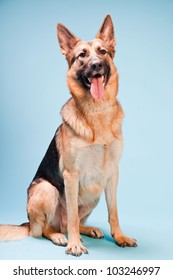 Studio Portrait Of German Shepard Dog Isolated On Light Blue Background