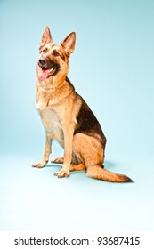 Studio Portrait Of German Shepard Dog Isolated On Light Blue Background