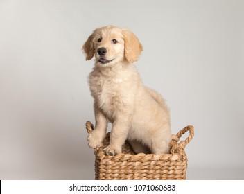 Studio Portrait Of Golden Doodle Puppy