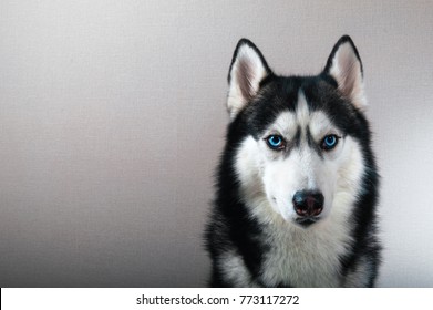 Studio portrait husky dog with serious look. Beautiful Siberian husky black and white color with blue eyes.