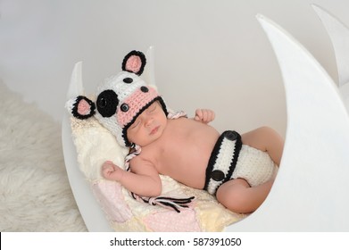 Studio portrait of a nine day old newborn baby girl wearing a cow costume. She is sleeping on a moon shaped posing prop.
