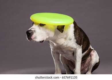 Studio Portrait Of A Pit Bull Dog Looking Up With A Yellow Frisbee On Its Head.