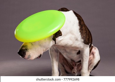 Studio Portrait Of A Pit Bull Dog Looking Up With A Yellow Frisbee On Its Head.