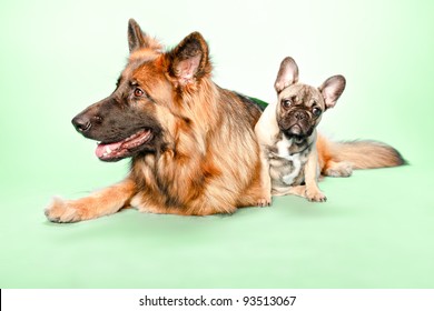 Studio Portrait Of Puppy Bulldog And German Shepard Isolated On Light Green Background