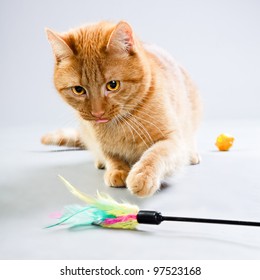 Studio Portrait Of Red Cat Playing With Toys Isolated On Grey Background