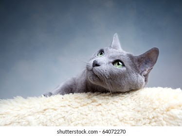 Studio Portrait Of A Russian Blue Cat