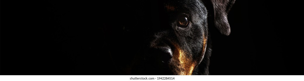 Studio Portrait Of Senior Rottweiler With Black Background. Senior Dog Portrait, High Key, Half Face