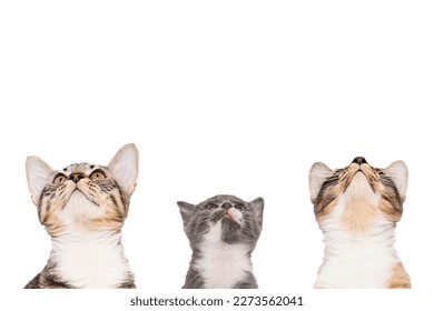 Studio Portrait Shot of Three Cats Looking Upwards Together Trio Curious Kittens Isolated Cut Out on White Background with Blank Space