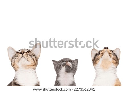 Studio Portrait Shot of Three Cats Looking Upwards Together Trio Curious Kittens Isolated Cut Out on White Background with Blank Space