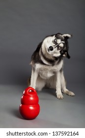 Studio Portrait Of A Siberian Husky Female Dog In The Middle Of Shaking Her Head, Her Rubber Toy In Front Of Her.