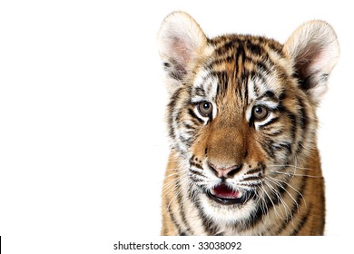 Studio Portrait Of A Siberian Tiger Cub Isolated On A White Background.