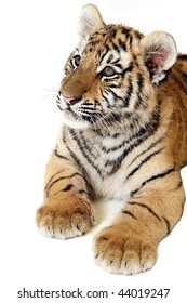 Studio Portrait Of A Siberian Tiger Cub Isolated On A White Background.