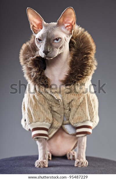 Studio Portrait Sphynx Cat Wearing Fur 