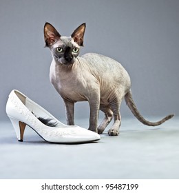 9,609 Cats with shoes on Images, Stock Photos & Vectors | Shutterstock